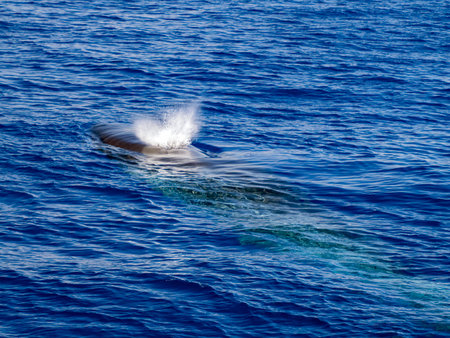 A Balaenoptera physalus, the common fin whale navigates in front of the coast of Genoa Italy during it's migration to Ligurian sea.の写真素材