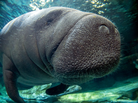 manatee underwater looking at you close upの写真素材