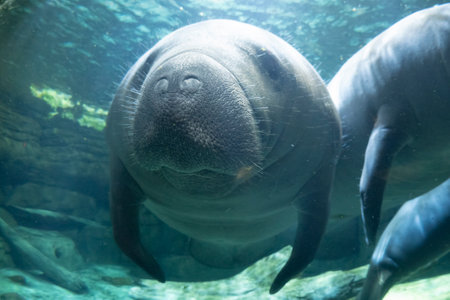 manatee underwater looking at you close upの写真素材