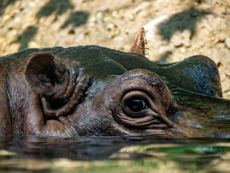 An african hippo close up portraitの写真素材