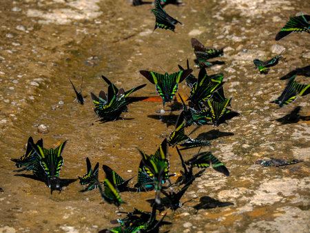 Urania leilus butterfly in Colombiaの写真素材