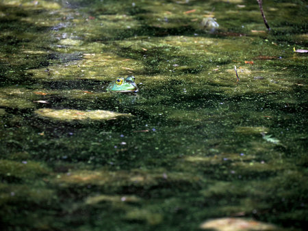 A frog in a pond looks like a painting in Ohio, USAの写真素材