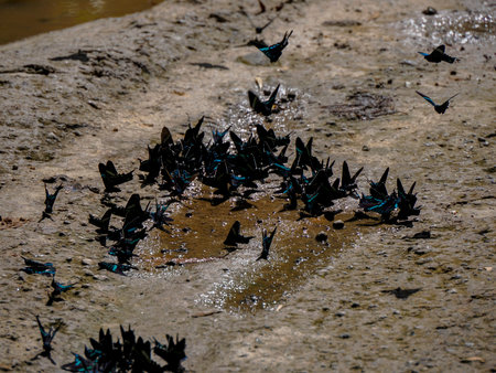 Urania leilus butterfly in Colombiaの写真素材