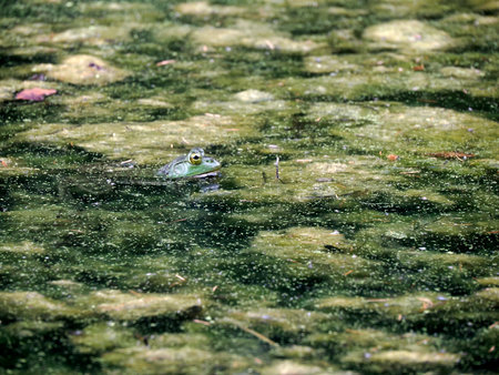 A frog in a pond looks like a painting in Ohio, USAの写真素材
