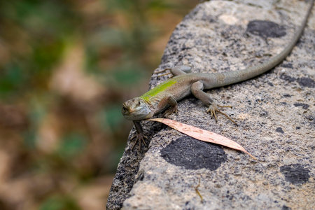 Close up of a lizard resting on a rock in the sun.の写真素材