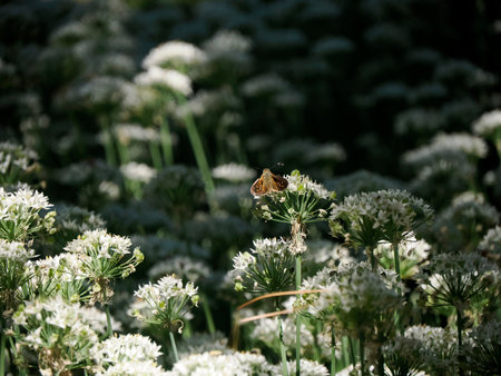 A Fiery Banded Skipper (Hylephila phyleus phyleus)の写真素材