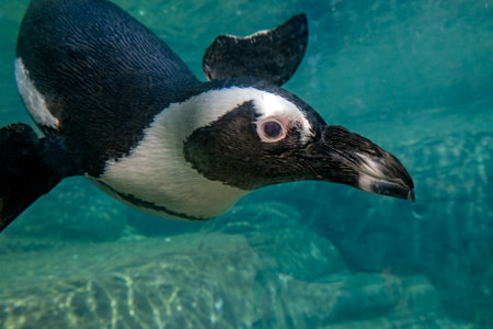 An african cape penguin underwater swimming in water. African penguin. Spheniscus demersus. Cape penguin or South African penguin.の写真素材