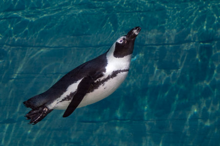 An african cape penguin underwater swimming in water. African penguin. Spheniscus demersus. Cape penguin or South African penguin.の写真素材
