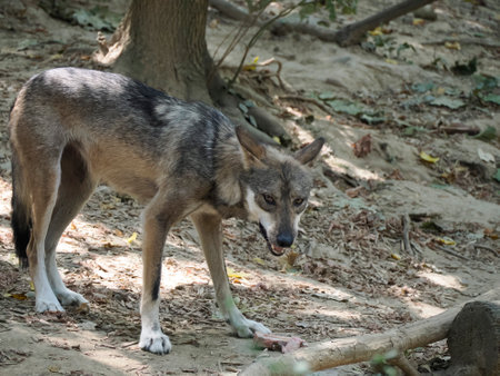 A Mexican Gray wolf close up portrait looking at you