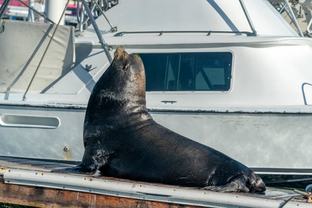A big male sea lion in Cabo San Lucas harbor relaxing on the pier near fishing boatの写真素材