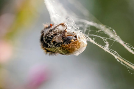 an Aculepeira ceropegia, the oak spider with prey in the web