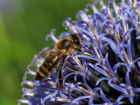 bees collecting pollen on purple flower in dolomites macro close up detail