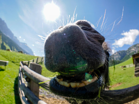 A funny horse eating grass from human handの写真素材