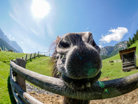 A funny horse eating grass from human handの写真素材