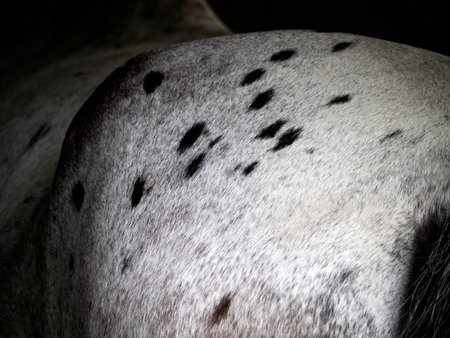 touring horse inside a stable detailの写真素材