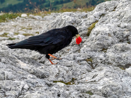 A Pyrrhocorax graculus, or Alpine Chough, on Dolomites alpine landscape eating fruit left over by toruist hikersの写真素材
