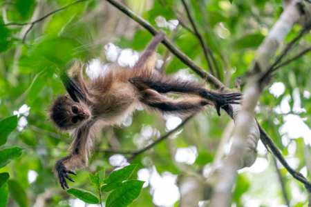 A baby spider monkey on a tree looking at you in the rainforest of Punta Laguna Mexico