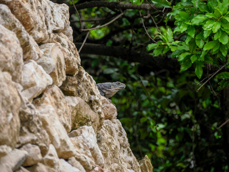 An Iguana on the rock wall of Tulum maya historical archaeological site ruins yucatan mexicoの写真素材