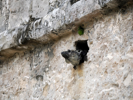 An Iguana on the rock wall of Tulum maya historical archaeological site ruins yucatan mexicoの写真素材