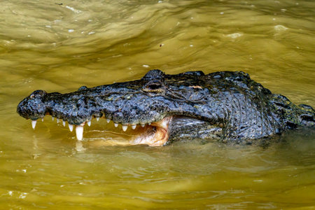 A Wild crocodile in Yucatan Las coloradas lagoon river Mexicoの写真素材