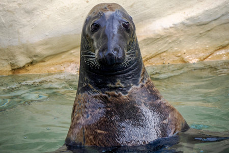 A Gray seal close to human looking at you funnyの写真素材