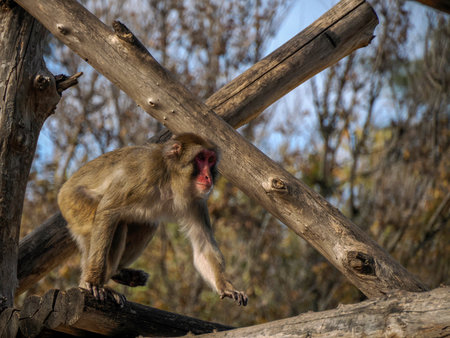 A Japanese macaque ape monkey close upの写真素材