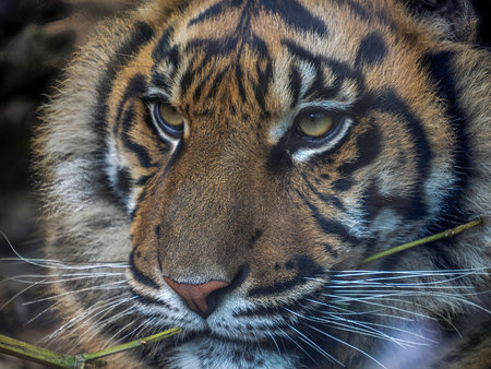 A tiger close up detail eyeの写真素材