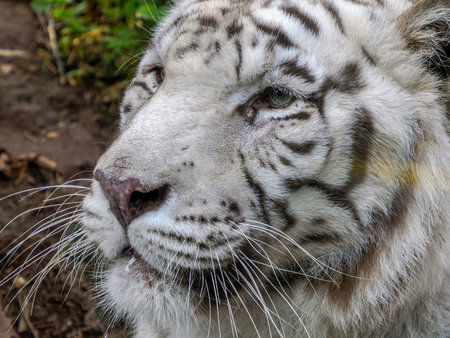 A White Tiger Close Up Detailの写真素材