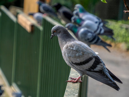 pigeons looking from an iron gateの写真素材
