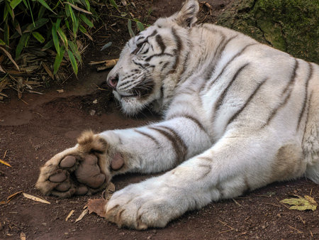 A White Tiger Close Up Detailの写真素材