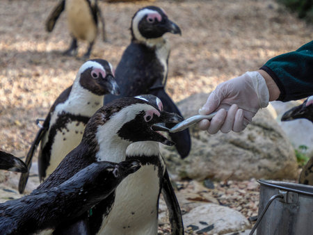 A Cape penguin being fed with a fishの写真素材