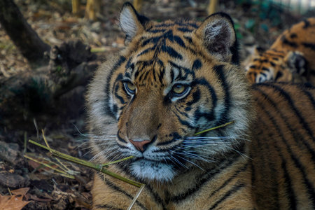 A tiger close up detail eyeの写真素材