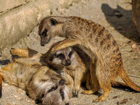 Meerkat african mammals close up detailの写真素材