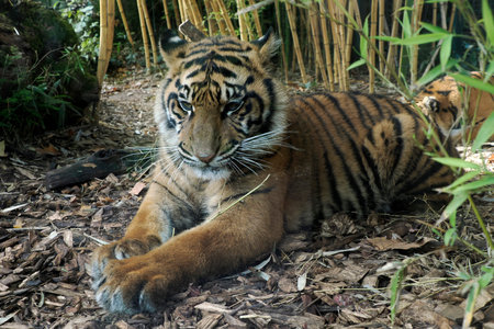 A tiger close up detail eyeの写真素材