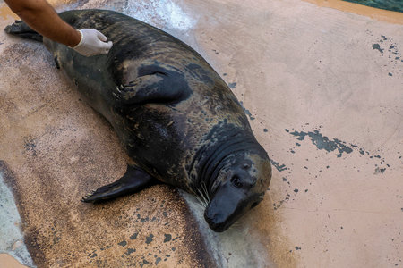 A Gray seal close to human beingの写真素材