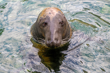 A Gray seal close to human looking at youの写真素材