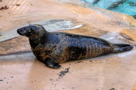 A Gray seal close to human beingの写真素材