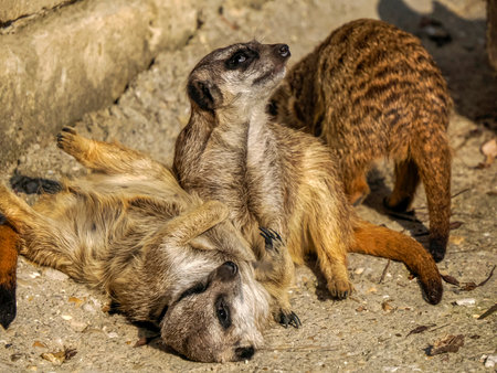 Meerkat african mammals close up detailの写真素材