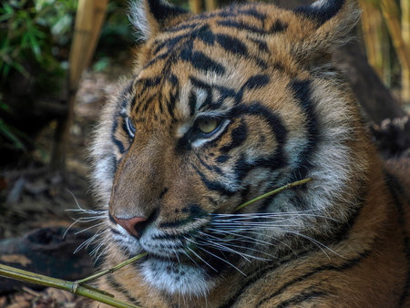 A tiger close up detail eyeの写真素材