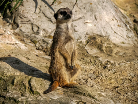 Meerkat african mammals close up detailの写真素材