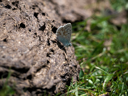 butterfly on cow dung on grass detailの写真素材