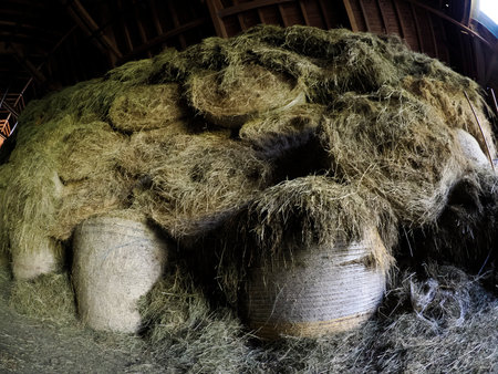 A barn filled with large quantities of hay