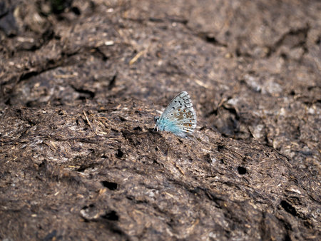 butterfly on cow dung on grass detailの写真素材
