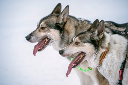 Sledding Sled dog lapland winter in Inari Nellim frozen lakeの写真素材
