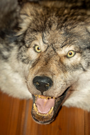 A wolf skin on cabin wall lapland