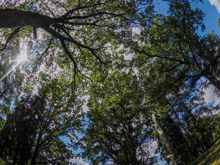 Cincinnati Finneytown historical cemetery Graveyard.の写真素材
