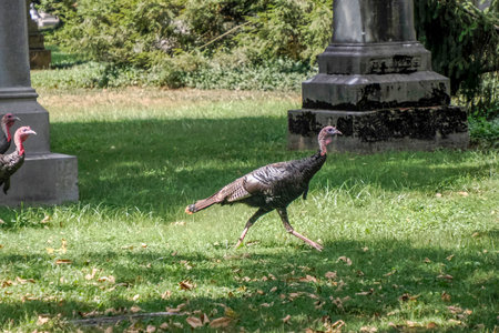 Wild turkey in Cincinnati Finneytown historical cemetery Graveyard.の写真素材