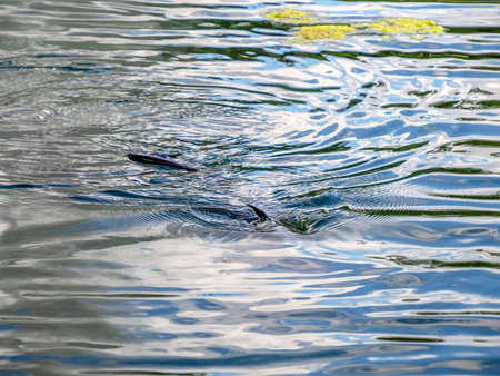 Big fish in pond of Cincinnati Finneytown historical cemetery.の写真素材