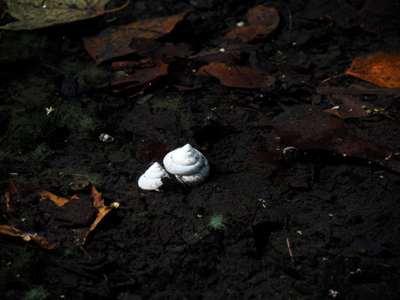 Pond of Cincinnati Finneytown historical cemetery Graveyard.の写真素材