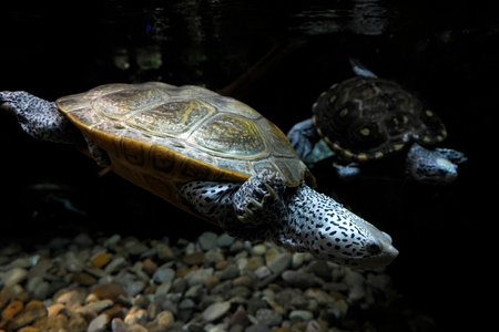 A Malaclemys diamondback terrapin turtle underwater portraitの写真素材